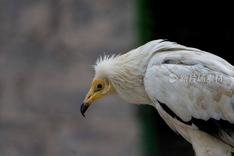 一个白色的普通秃鹫(Neophron percnopterus)看向一边的特写